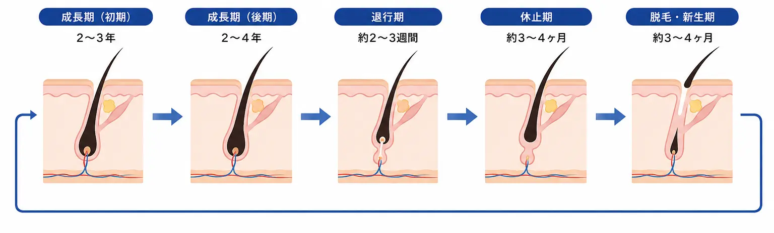 正常な毛周期の図解